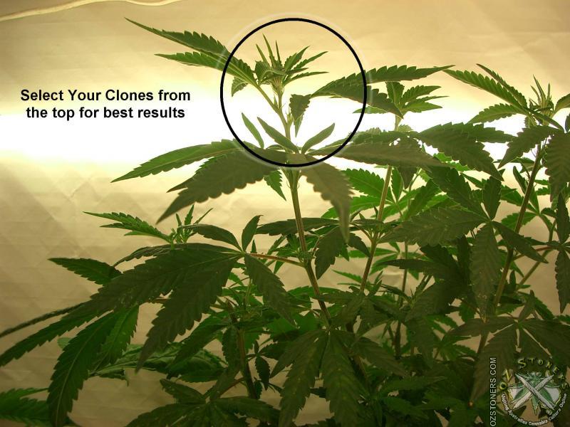 Cloning ABC�s Cannabis Propagation Cannabis Community