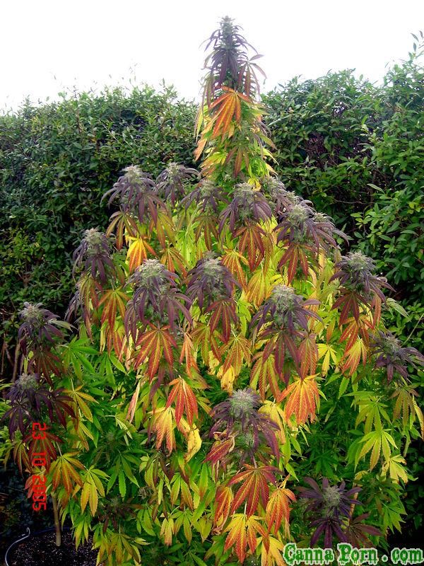 Cannabis - Canna Porn Top 5 Vote! - Canna Porn Photo Competition ...
