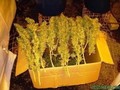 Maxgrows 2nd crop - some of my babies