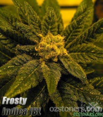 Frosty Indica IBL bud