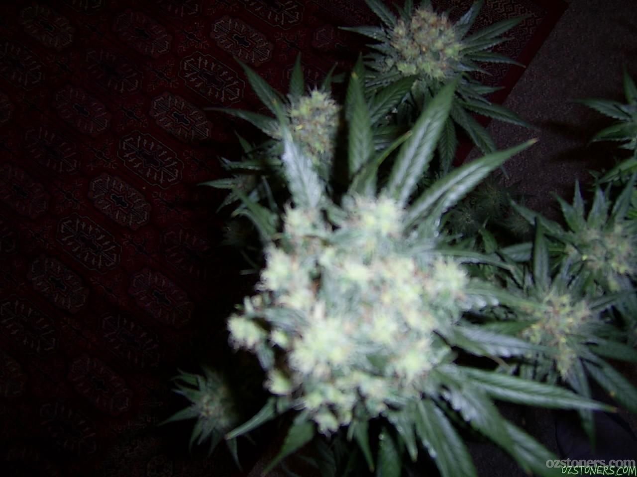 top view of AFGHAN f4   yum