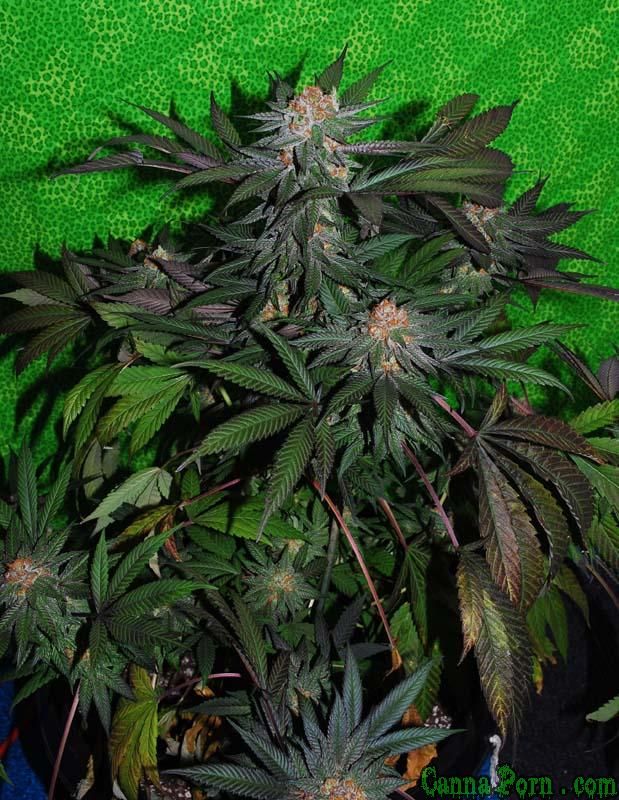 Done10jpg Canna Porn Cannabis Photo