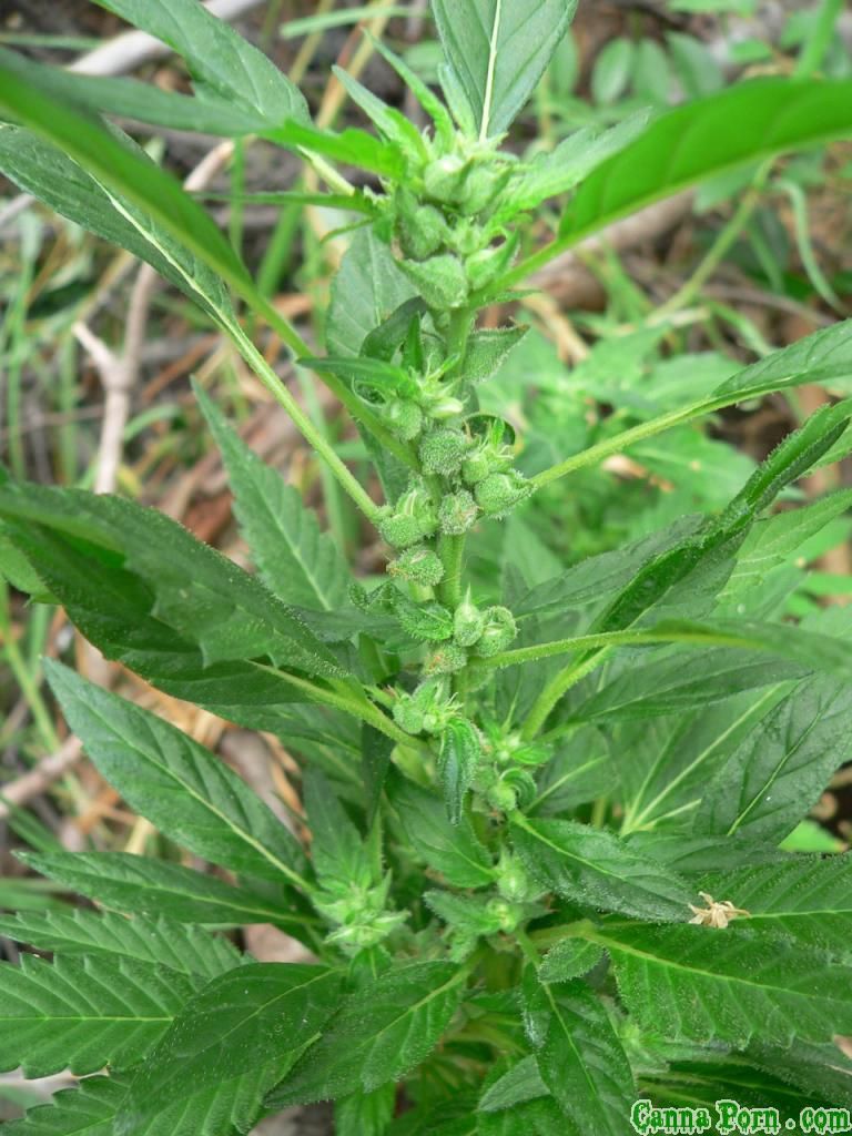 SeedyJPG Canna Porn Cannabis Photo