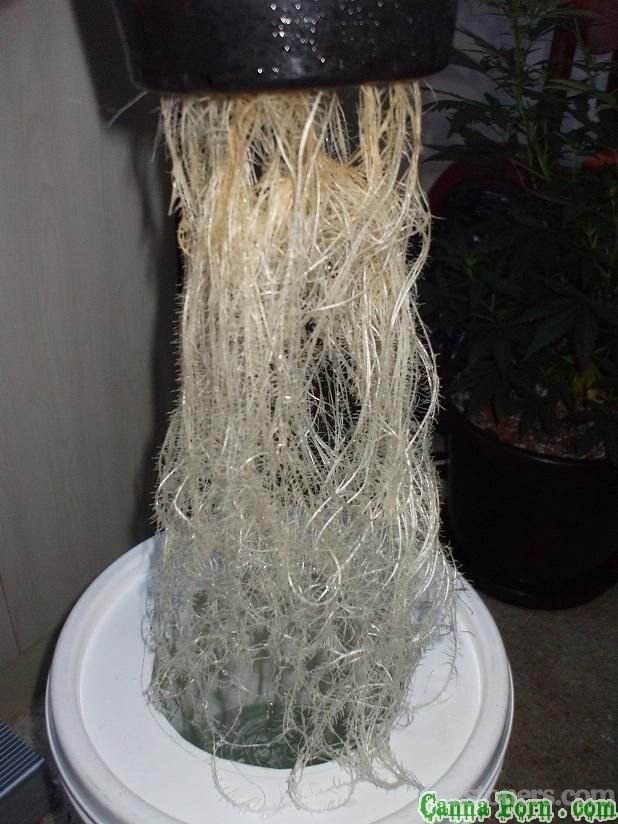 Fancy a root?