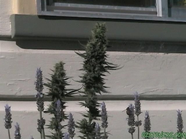 some home grown outdoors and a few indoor some home grown outdoors and a few indoor