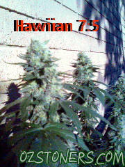 some home grown outdoors and a few indoor some home grown outdoors and a few indoor