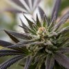 Greenhouse organic XXX (2).jpg Greenhouse organic XXX (2).jpg