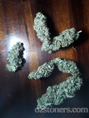The Cali Connection Green Crack Feminized