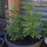 post-17162-098024400 1289808457_thumb.jpg