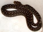 Baby-diamond-python.jpg
