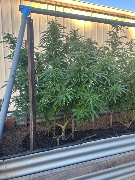 Afghansuperskunk.jpeg