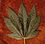 post-108-1087815454_thumb.gif
