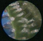 post-12-1076725046_thumb.jpg