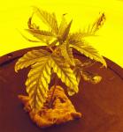 post-33895-047158300 1288701041_thumb.jpg