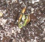 post-39700-092475700 1284451364_thumb.jpg