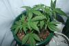 White Widow 2weeks Veg