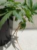 train plant