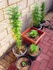 Second Summer Seedlings, Continued...